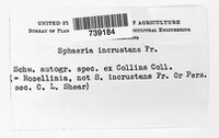 Sphaeria incrustans image